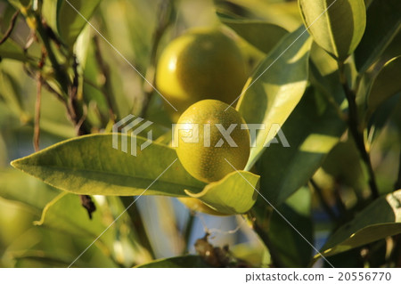 Fruit of kanji Fruit of kanji 20556770