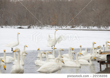 冬天天鵝的天鵝Kussharo湖在沙子水中 冬天天鵝的天鵝Kussharo湖在沙子水中 20556898