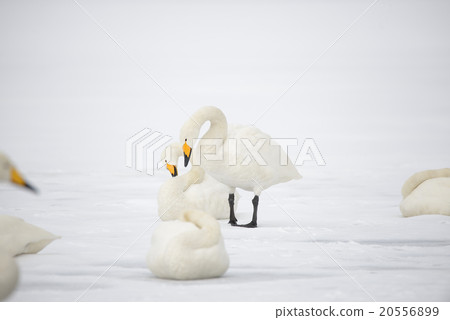 冬天天鵝的天鵝Kussharo湖在沙子水中 20556899