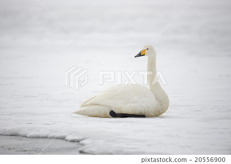 冬天天鵝的天鵝Kussharo湖在沙子水中 20556900