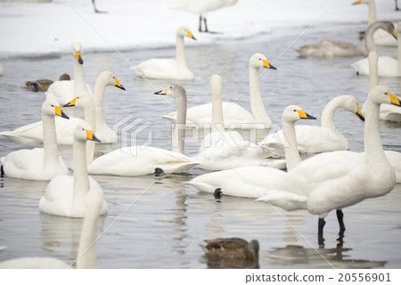 冬天天鵝的天鵝Kussharo湖在沙子水中 20556901