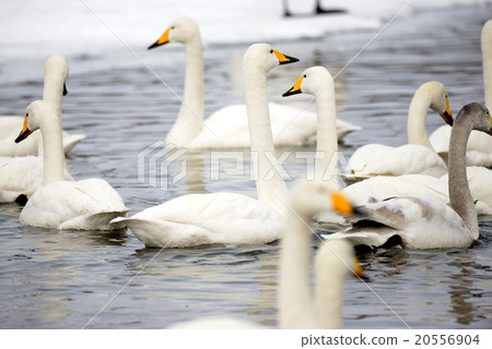 Swan Kussharo Lake in winter swans in sand water Swan Kussharo Lake in winter swans in sand water 20556904