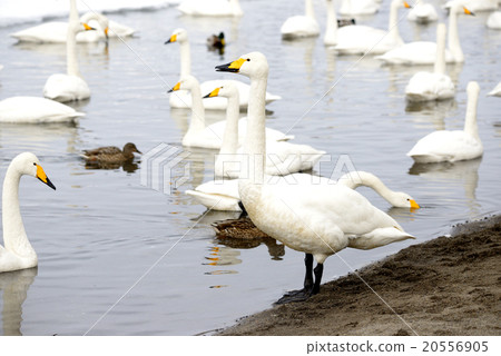 Swan Kussharo Lake in winter swans in sand water 20556905