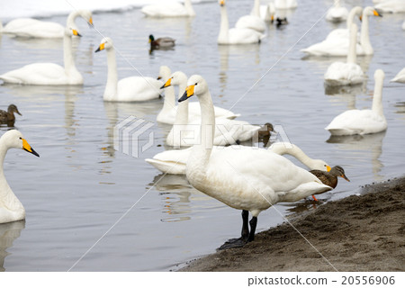 Swan Kussharo Lake in winter swans in sand water 20556906