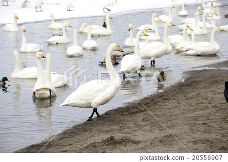 Swan Kussharo Lake in winter swans in sand water Swan Kussharo Lake in winter swans in sand water 20556907
