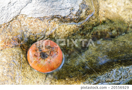 Persimmon rotten Persimmon rotten 20556929