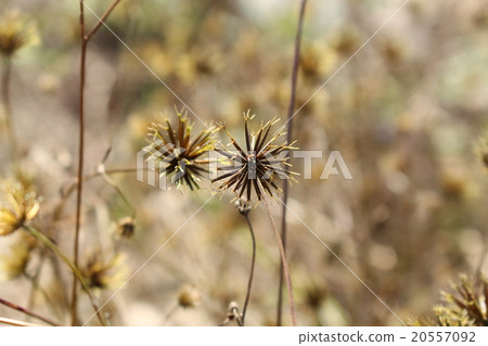 American grass seeds American grass seeds 20557092