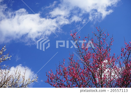 Red plum white plum shining in the blue sky Red plum white plum shining in the blue sky 20557113