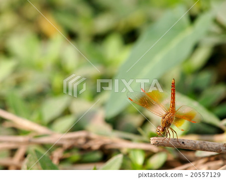 large yellow orange colour dragonfly in meadow 20557129