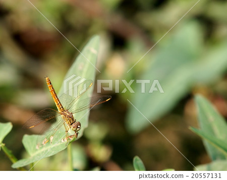 large yellow orange colour dragonfly in meadow 20557131
