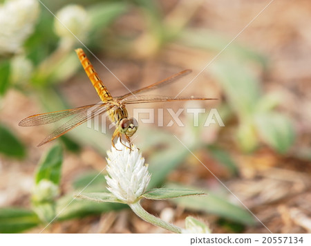 large yellow orange colour dragonfly in meadow 20557134