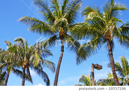 Palm Tree Palm Tree Palm Tree Palm Tree 20557206