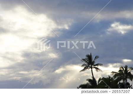 Palm Tree Palm Tree 20557207