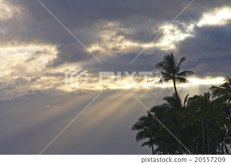 Palm Tree Palm Tree 20557209