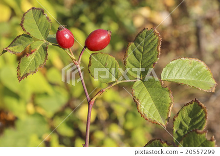 Rosehip berries Rosehip berries 20557299