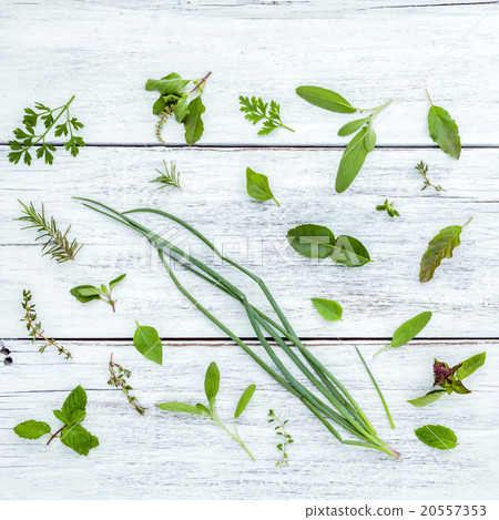 Various fresh herbs from the garden . Various fresh herbs from the garden . 20557353