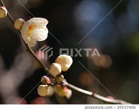 White plum 2 20557480