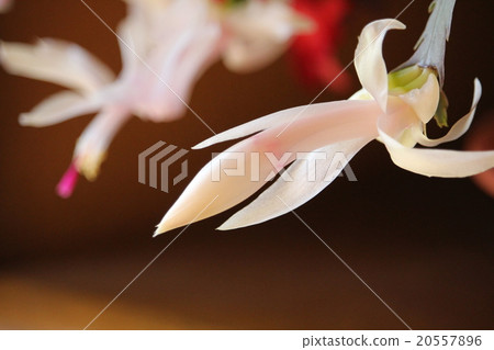 Shababoben flowers Shababoben flowers 20557896