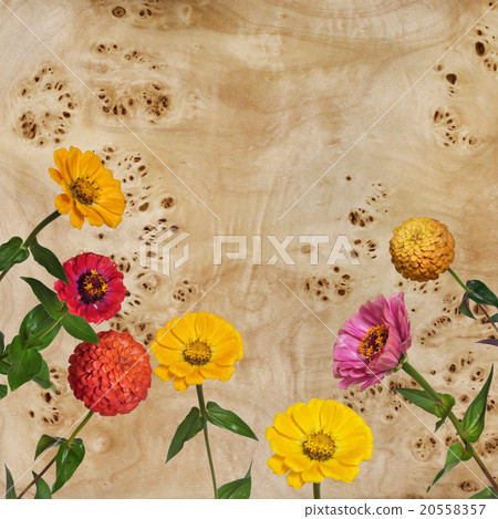 Flowers Zinnia and root of a poplar Flowers Zinnia and root of a poplar 20558357