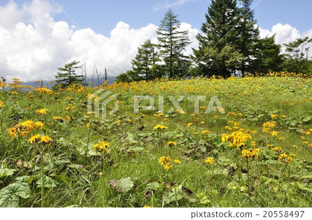 Summer of Kaori mountain Marubadakekabuki blooming plateau Summer of Kaori mountain Marubadakekabuki blooming plateau 20558497