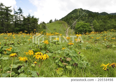 Mt. Kutatori, a small divide and Marubadakekubuki Mt. Kutatori, a small divide and Marubadakekubuki 20558498