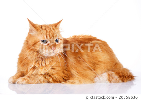 Red cat isolated on a white background 20558630
