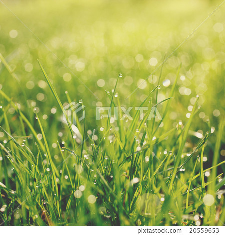 Green grass with water drops Green grass with water drops 20559653