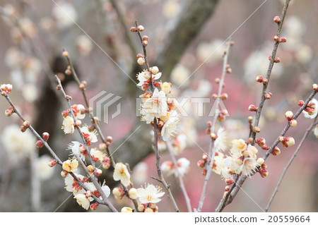 Ume flower Ume flower 20559664