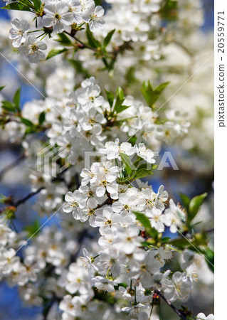 white flowers blooming on branch white flowers blooming on branch 20559771