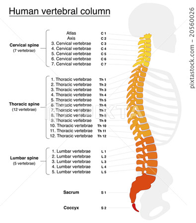 Vertebral Column Names Spine - Stock Illustration [20560026] - PIXTA