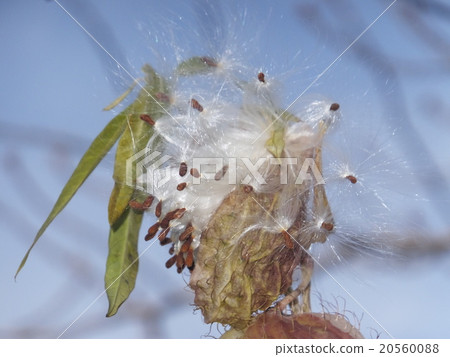 Fruit fruit fruit Fruit fruit fruit 20560088