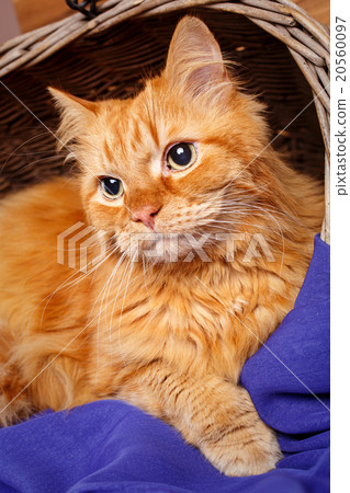 beautiful red-haired big cat close up beautiful red-haired big cat close up 20560097