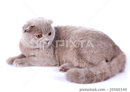 Scottish fold cat grey on white background Scottish fold cat grey on white background 20560140