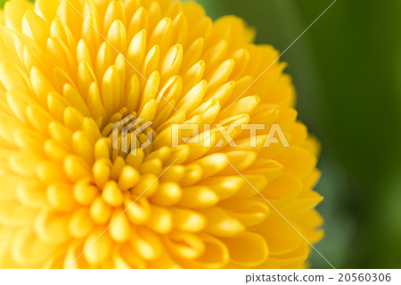 黃色的菊花 20560306