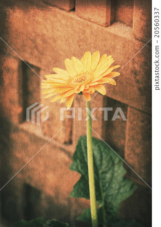 Vintage postcard, Orange gerbera daisy flower. 20560337