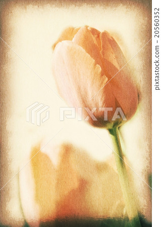 Vintage postcard, orange tulip, soft light. Vintage postcard, orange tulip, soft light. 20560352