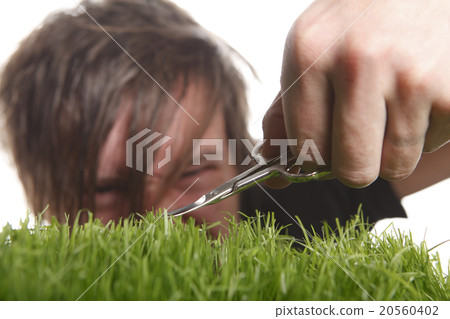 Young man cuts English lawn 20560402