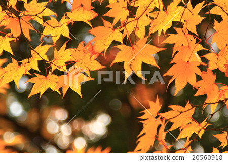Autumn leaves 20560918