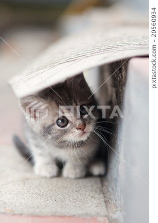 little cute kitten  siting  outdoors 20560934