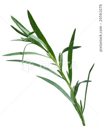 Fresh tarragon (Artemisia Dracunculus) Fresh tarragon (Artemisia Dracunculus) 20561076