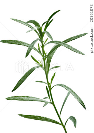 Fresh tarragon (Artemisia Dracunculus) Fresh tarragon (Artemisia Dracunculus) 20561078