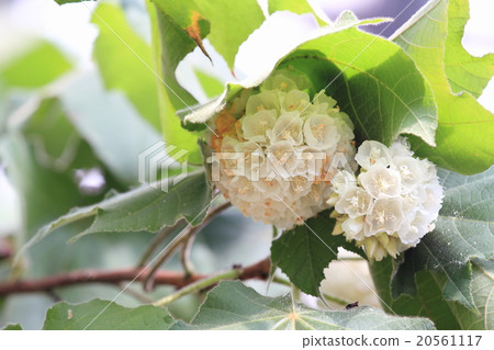 Don Bear flowers 20561117