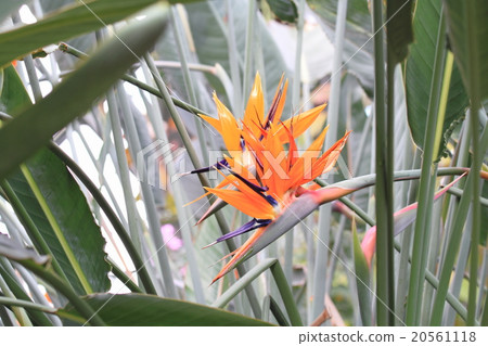 Gokurakutsuka flower 20561118