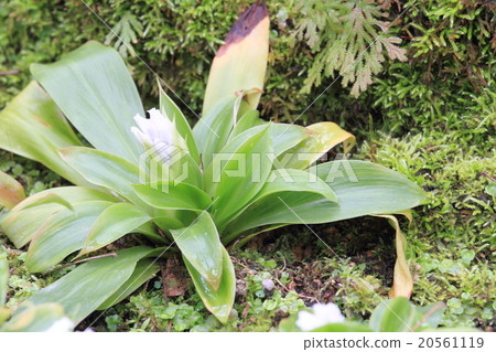 Flower of Oshilo 20561119