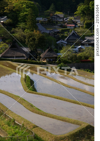 Rice terraces Rice terraces 20561664