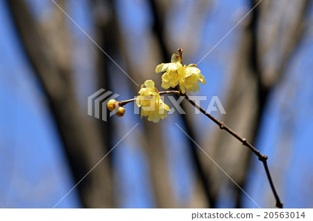 Rowbai (wax plum) 20563014