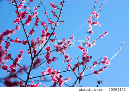 梅花 梅花 20563152