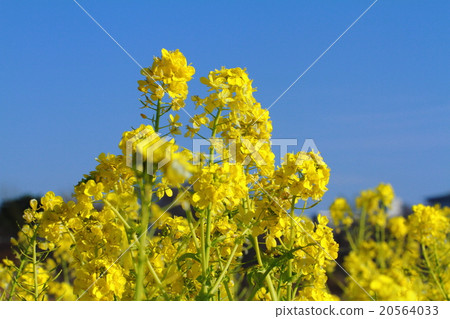 Rapeseed field 20564033