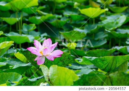 台灣台南白河蓮花Asia Taiwan Lotus 台灣台南白河蓮花Asia Taiwan Lotus 20564557