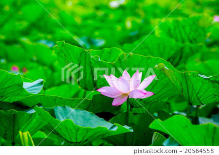 台灣台南白河蓮花Asia Taiwan Lotus 台灣台南白河蓮花Asia Taiwan Lotus 20564558